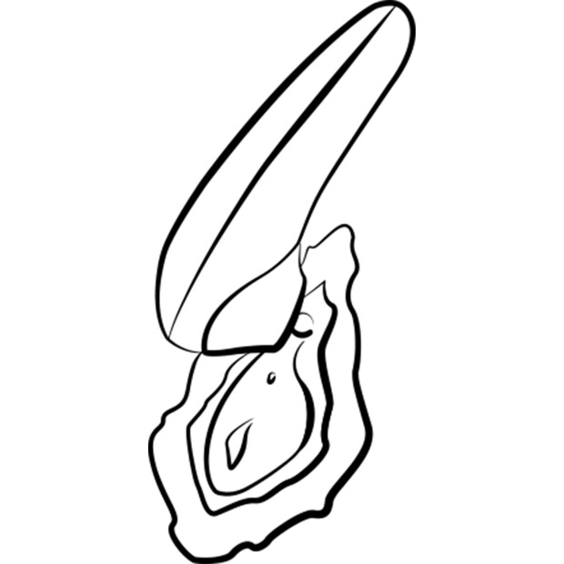 Romp Switch X Orange