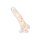 CalExotics Studs Dildo mit Saugnapf Mehrfarbig 13.25 cm